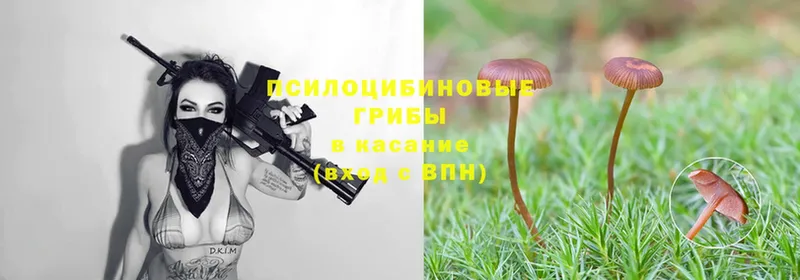 где продают наркотики  Карачев  Псилоцибиновые грибы Magic Shrooms 